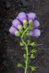 Close-up of a light purple wild tipe flower at North Carolina USA. 