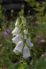 Close-up of a white wild tipe flower at North Carolina USA. 