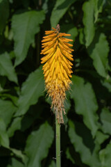 Close-up of a yellow wild tipe flower at North Carolina USA. 