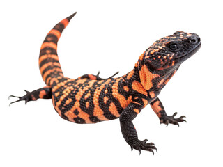 Gila monster close up shot isolated on transparent background