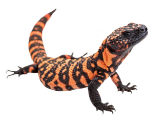 Gila monster close up shot isolated on transparent background