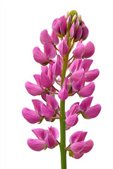 Obraz premium Beautiful Single Pink Lupine Flower Blooming in a Garden During Spring