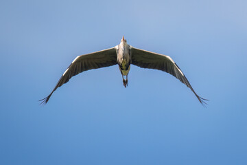 Aufnahme eines Graureihers beim Fliegen unter blauem Himmel.