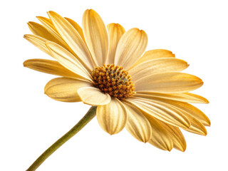 Obraz premium Isolated yellow daisy bloom isolated on transparent background