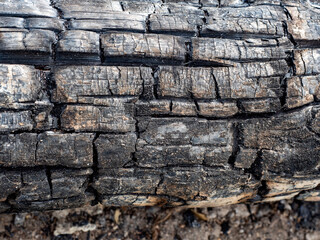 Charred wood texture with cracked surface for design or ecological projects.