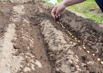 Hand planting pea seeds in a garden bed for sustainable gardening practices.