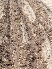 Garden bed with pea seeds planted in neat rows ready for growth.