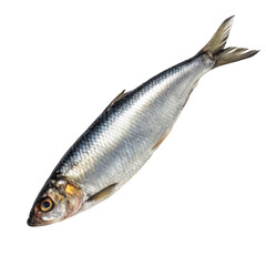 Fototapeta premium A single herring on black isolated on transparent background