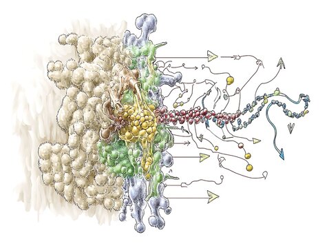 A Detailed Reaction Pathway of an Enzyme-Substrate Complex with Arrows
