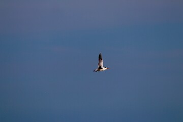 Royal Tern
Bird