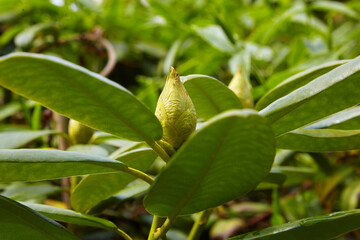 unopened rhododendron flowers on green background of leaves