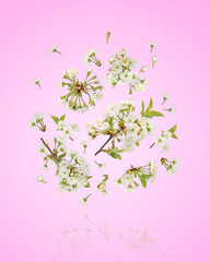 Beautiful cherry blossoms with white flowers flying in the air on a pink gradient background. Concept of spring, Easter, spring blooming flowers.