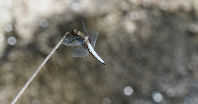  Broad-bodied chaser (Libellula depressa). Dragonfly male on the lookout on a reed leaf
