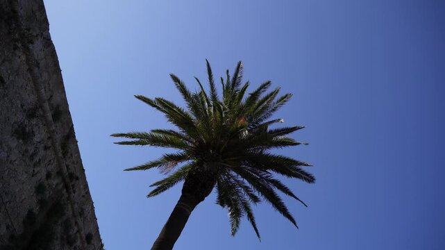 Majestic Palm Tree Silhouette Against a Vivid Blue Sky Vacation Tropical