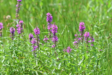 Obraz premium Pristine Mountain Gardens: Tall Blossoms in a Tranquil Natural Park