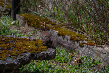City Forager: Red Squirrel with a Nut