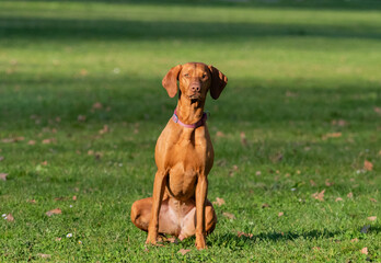 A ungarian magyar vizsla dog isolated closeup in jena