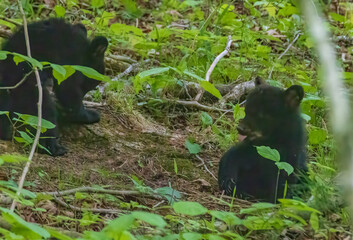 Black bears with cubs