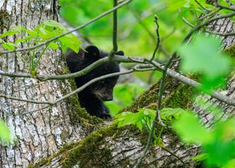 Black bears with cubs