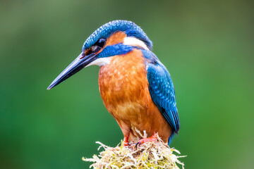 Kingfisher