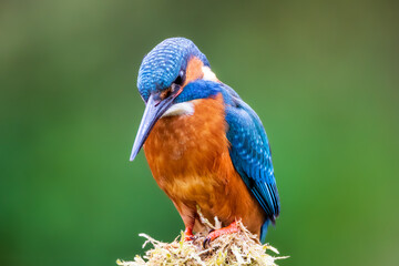 Kingfisher
