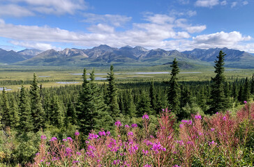 Alpine meadows in the foothills of the Chugach Range in Alaska, USA. Beautiful mountain range with a lush green forest and a field of purple flowers.