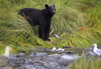 Black bear searching for salmon in Alaska near Valdiz city. This Black Bear has a lot of Salmon to choose from in this creek.
