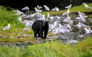 Black bear searching for salmon in Alaska near Valdiz city. This Black Bear has a lot of Salmon to choose from in this creek.