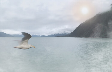 Hazy Morning in Resurrection Bay, Alaska, USA. A seagull flies over the calm water of the bay.