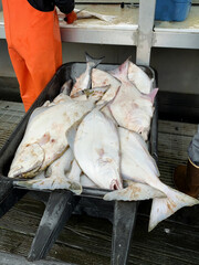 Seward Alaska. Exceptional fishing opportunities in one of the most beautiful places in Alaska. Cutting freshly caught fish.