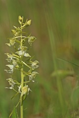 Grünliche Waldhyazinthe (Platanthera chlorantha).