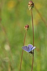 Männlicher Hauhechelbläuling (Polyommatus icarus) auf Wiesenknopf.