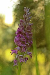 Helm-Knabenkraut (Orchis militaris) auf Kalkmagerrasen