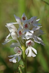 Weißling des Dreizähnigen Knabenkrauts (Neotinea tridentata)