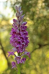 Helm-Knabenkraut (Orchis militaris) auf Kalkmagerrasen