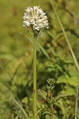 Weißling des Dreizähnigen Knabenkrauts (Neotinea tridentata) mit Insekten