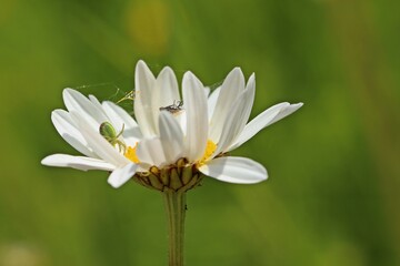 Kürbisspinne (Araniella cucurbitina) mit Beute in Margeritenblüte (Leucanthemum vulgare)