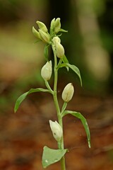 Weißes Waldvöglein (Cephalanthera damasonium) mit Spinne