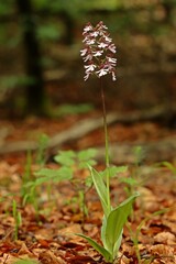 Purpur-Knabenkraut (Orchis purpurea) im Buchenwald