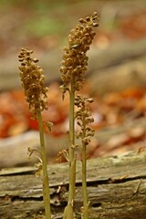 Vogel-Nestwurz (Neottia nidus-avis) mit Nacktschnecke