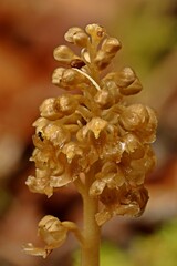 Vogel-Nestwurz (Neottia nidus-avis) mit Ameise