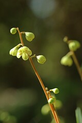 Grünliches Wintergrün (Pyrola chlorantha)