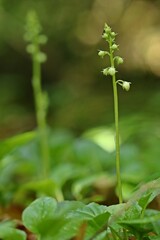 Rundblättriges Wintergrün (Pyrola rotundifolia)