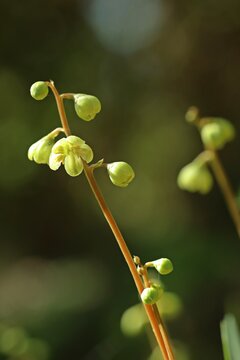 Gr&uuml;nliches Wintergr&uuml;n (Pyrola chlorantha)