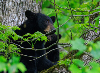 Black Bears