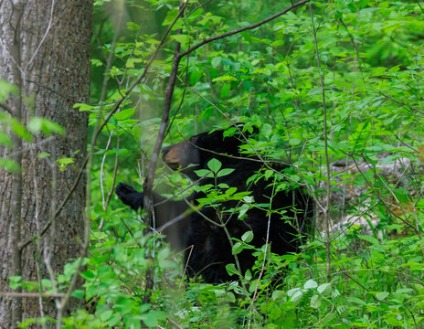 Black Bears