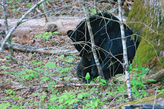Black Bears