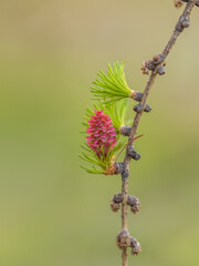 Larch tree fresh pink cones blossom at spring on nature background
