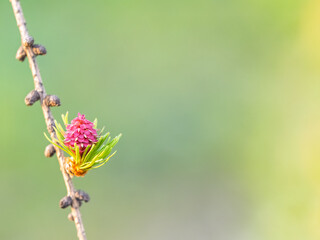 Larch tree fresh pink cones blossom at spring on nature background