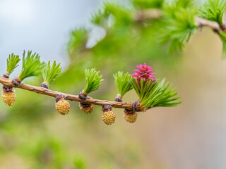 Larch tree fresh pink cones blossom at spring on nature background